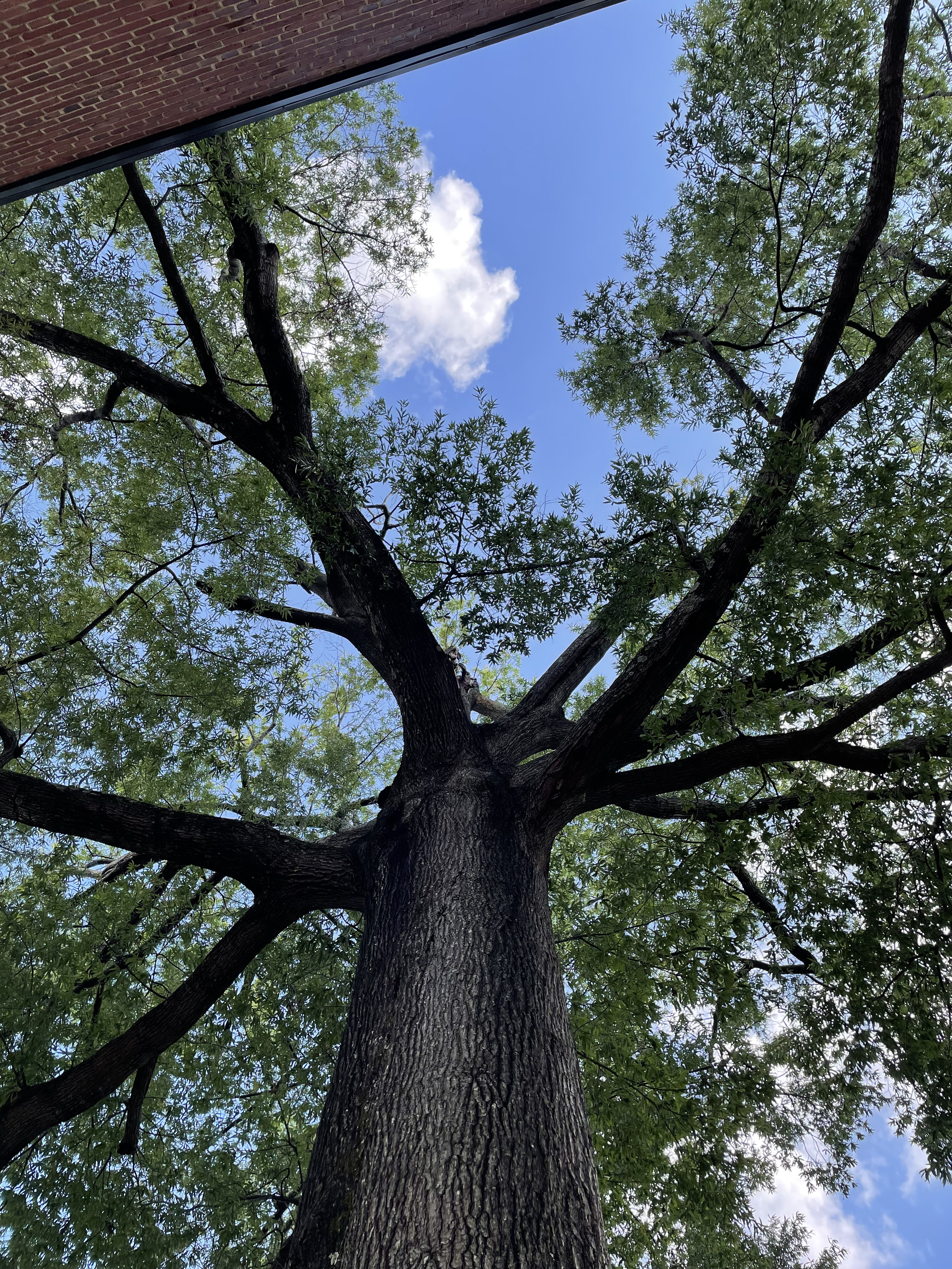 A very tall and grand oak tree seen from below on a sunny day.