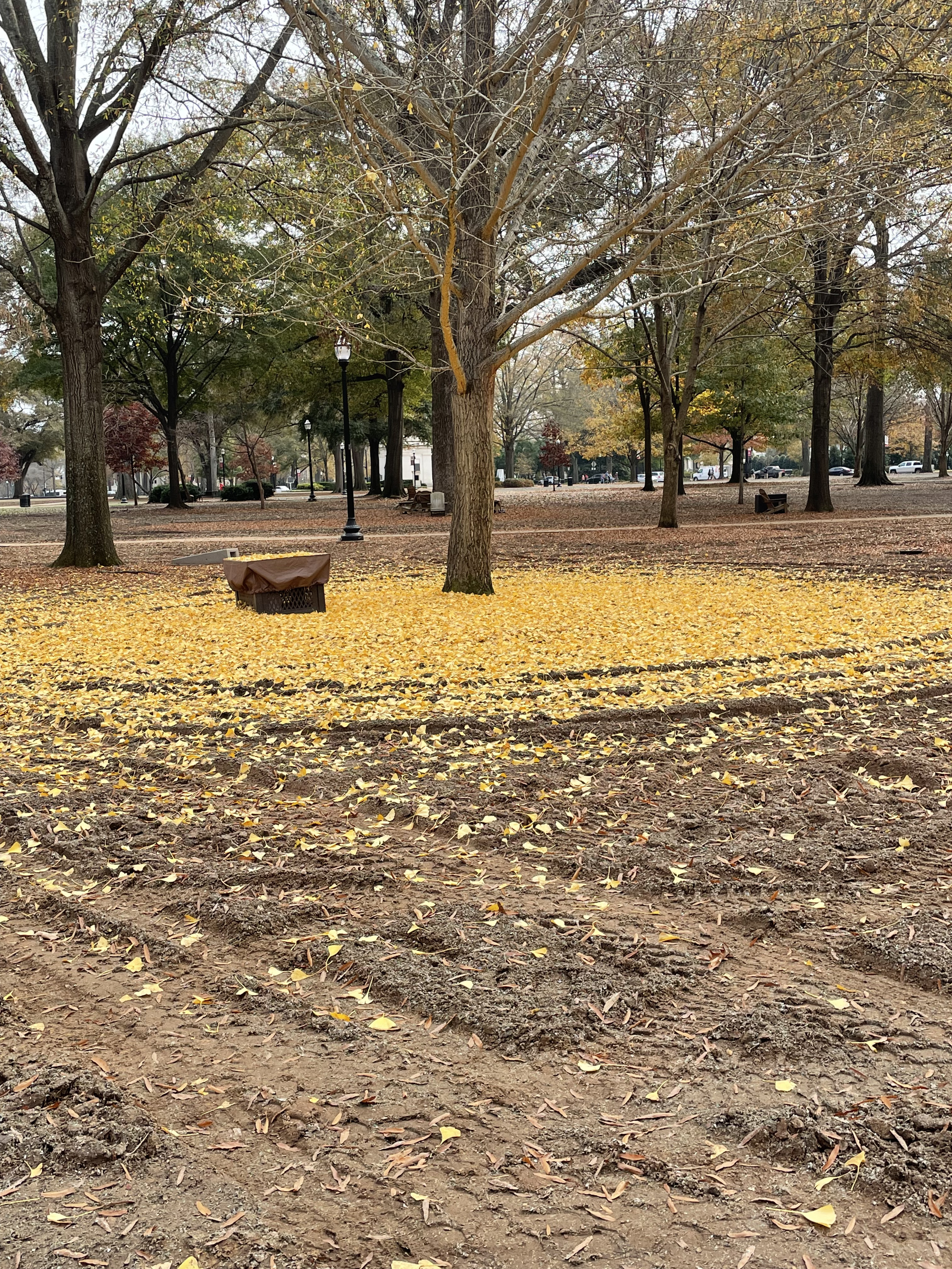A circle of golden leaves dropped by a tree that has been shaped by traffic in the mud around the tree. Other trees and paths are visible in the backgrounds.