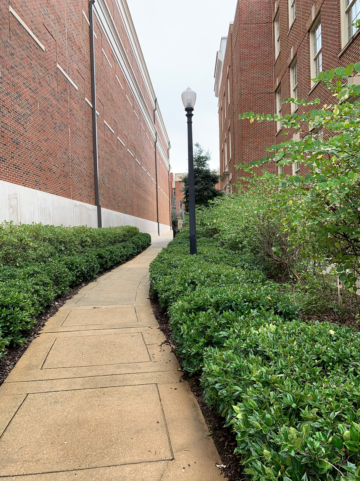 An alleyway between two tall brick building. It is lined with verdant green bushes.