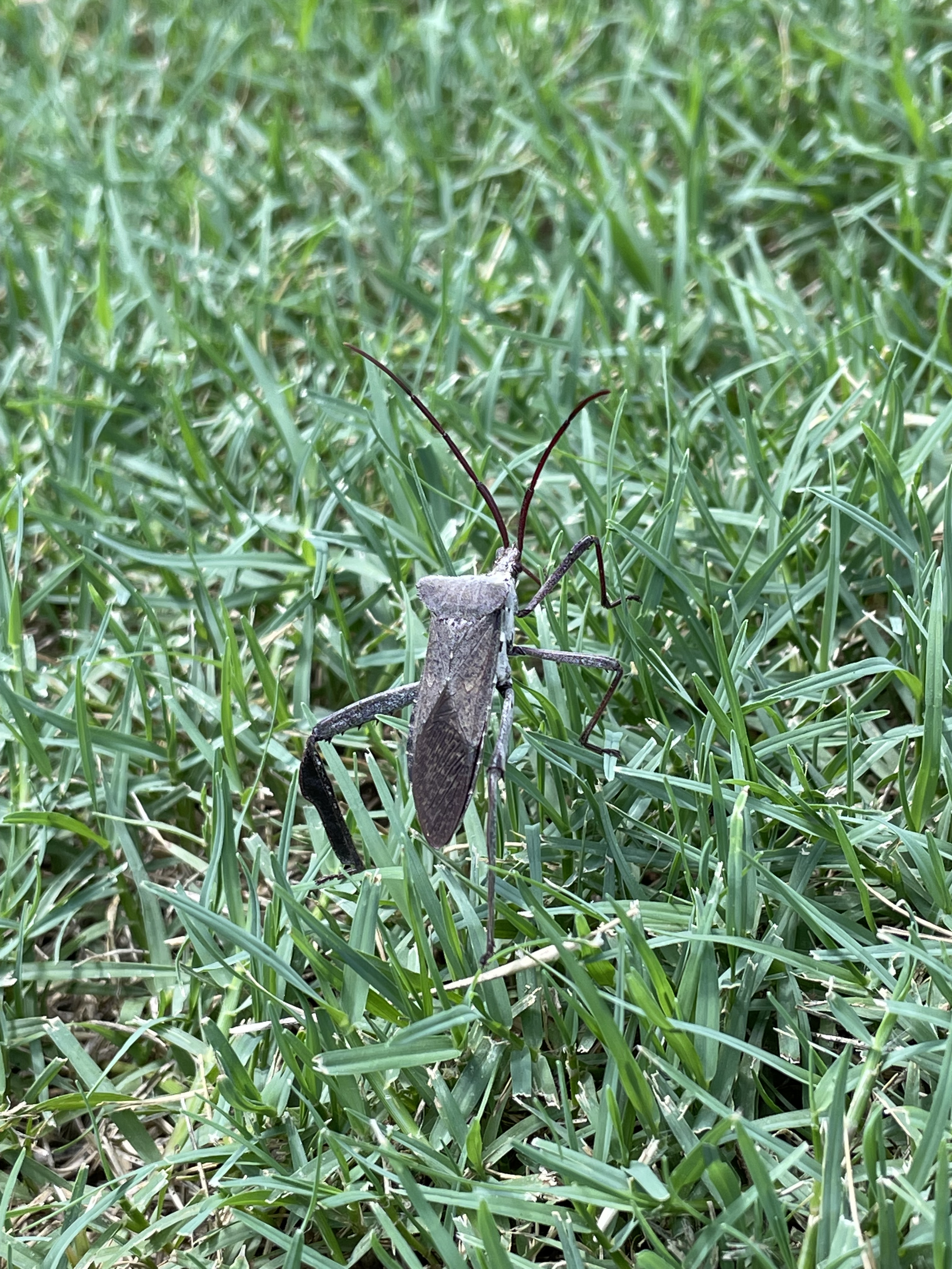 A grey bug in the grass on a sunny day. It has big antennae and even bigger hind legs.