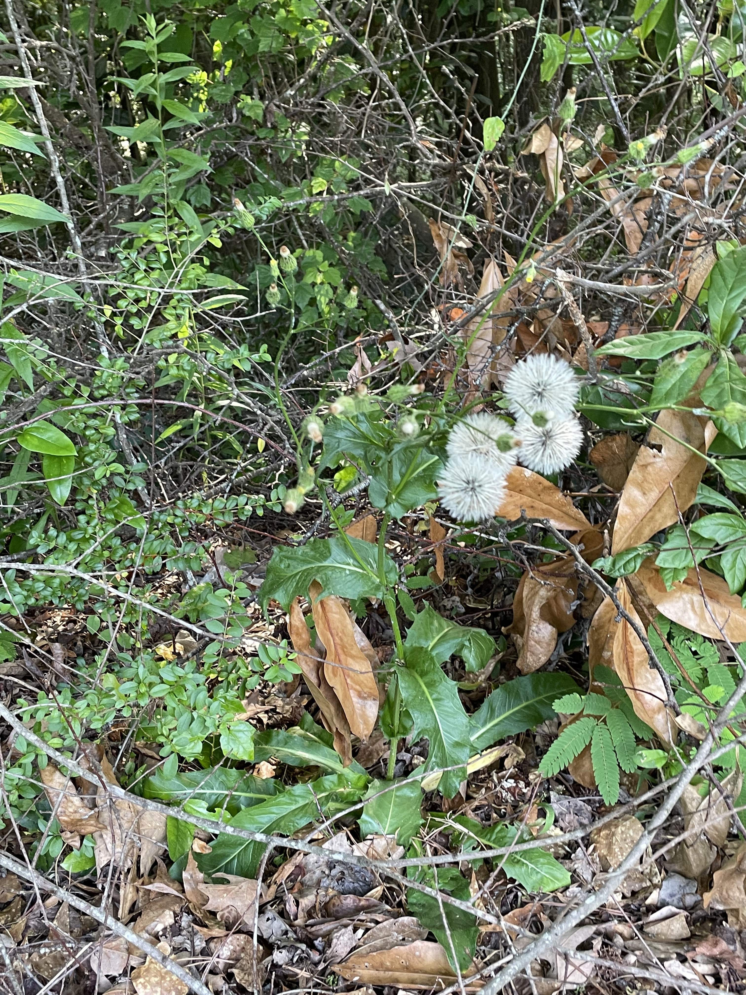 A menagerie of plants on the forest floor, including dead leaves, new green growth, and some dandelions at the center. You can also slightly make out a spider web with a spider in the center.