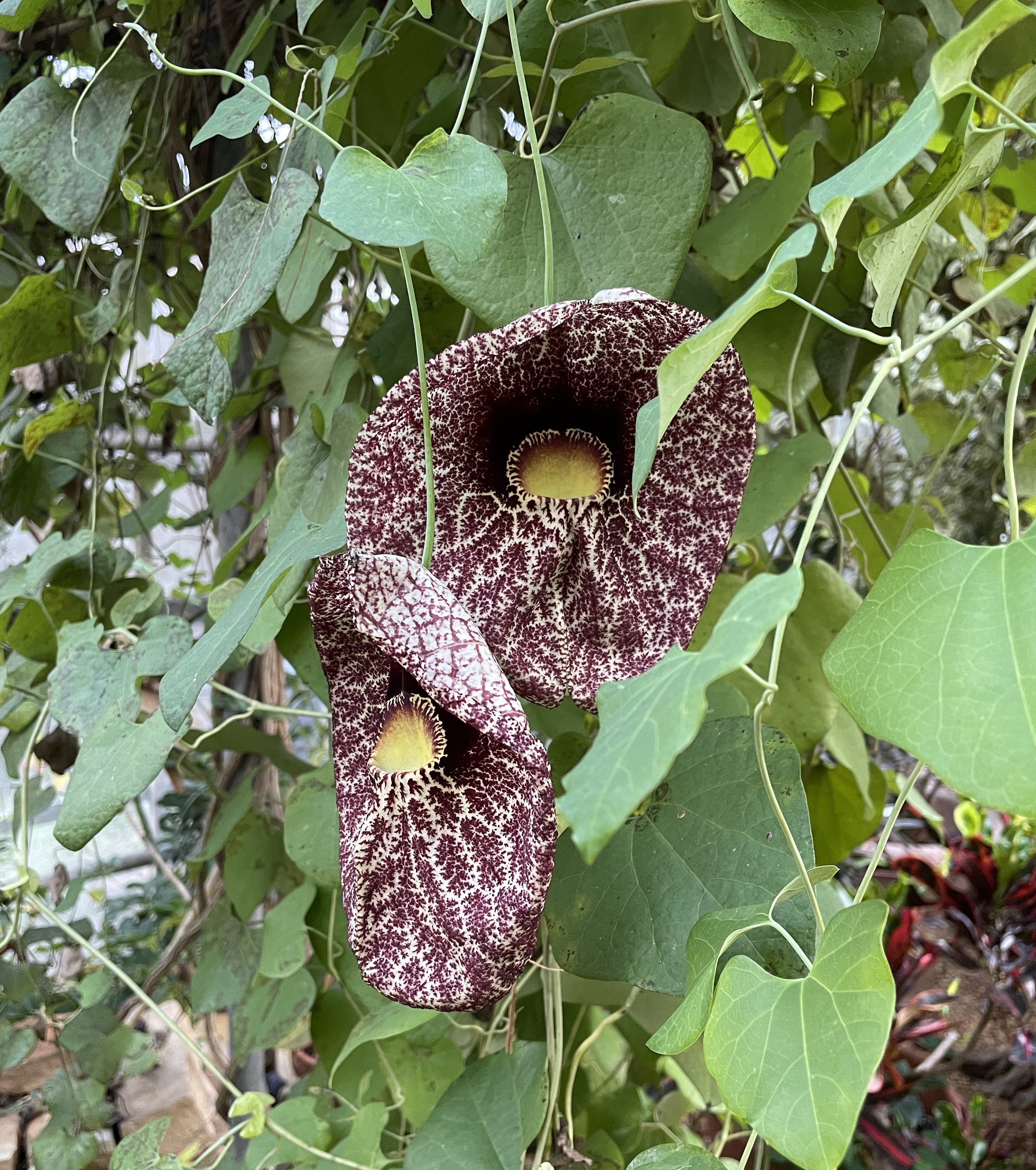 A pitcher plant flower with a yellow divot in the center and a wide singular petal surface coming out from the middle. The petal is white and purple and has an ornate and intricate design. Two flowers are bordered by green vine leaves from the same plant.