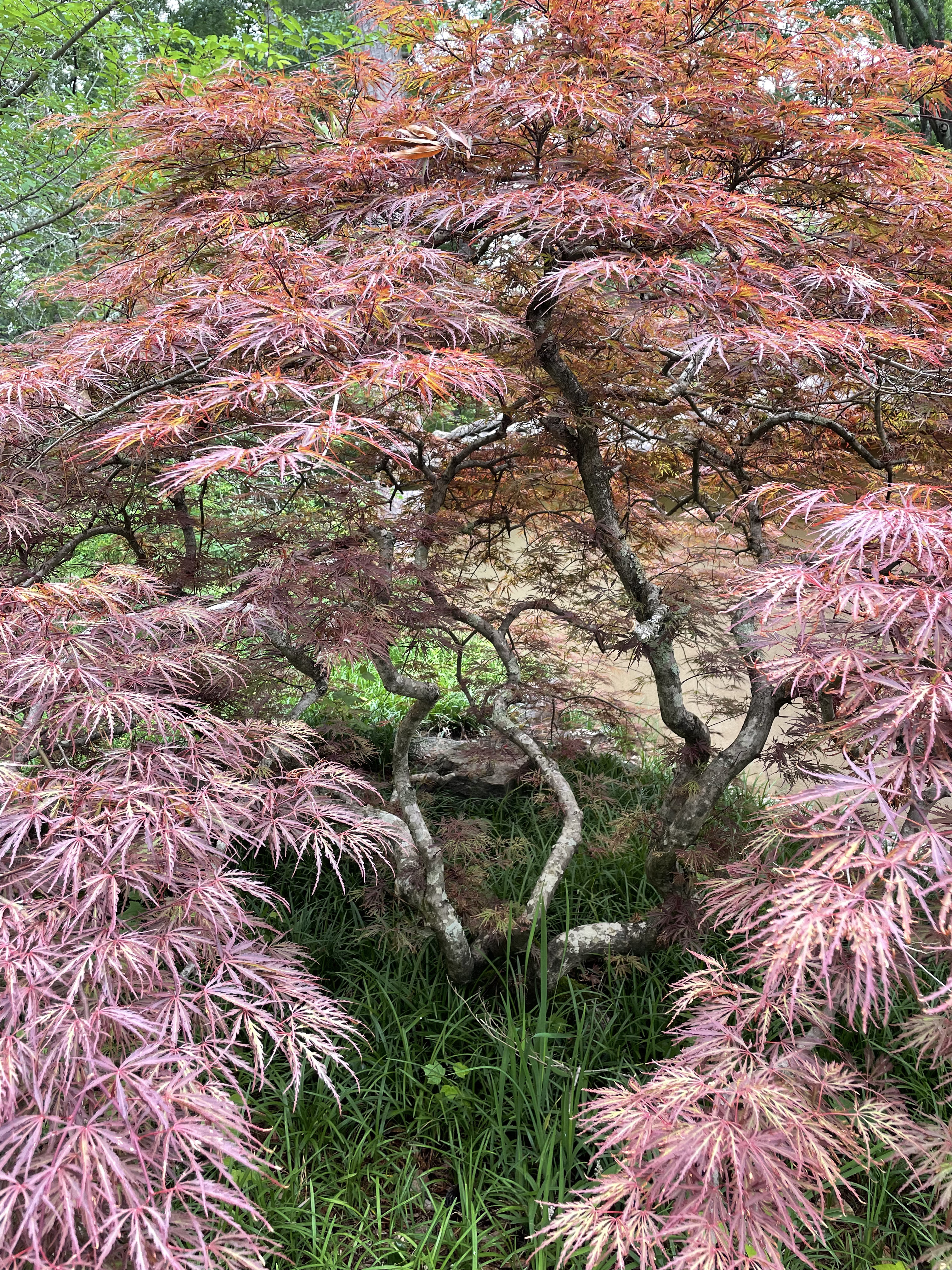 A large red maple tree with a beautiful twisting trunk. Underneath the tree is a garden bed full of monkey grass.