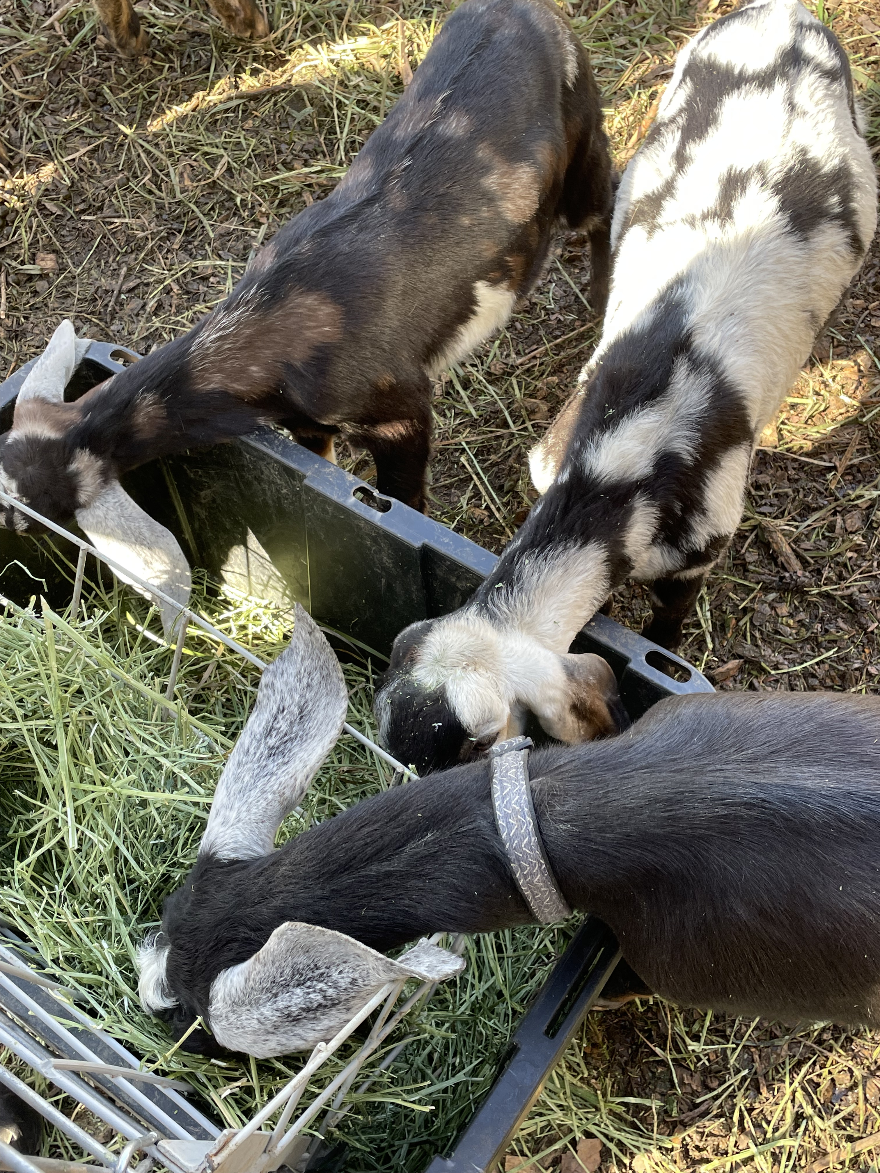 Three baby goats eating hay from a bucket. One is mottled brown in color, the other is black with white spots, and the third is black with grey ears.
