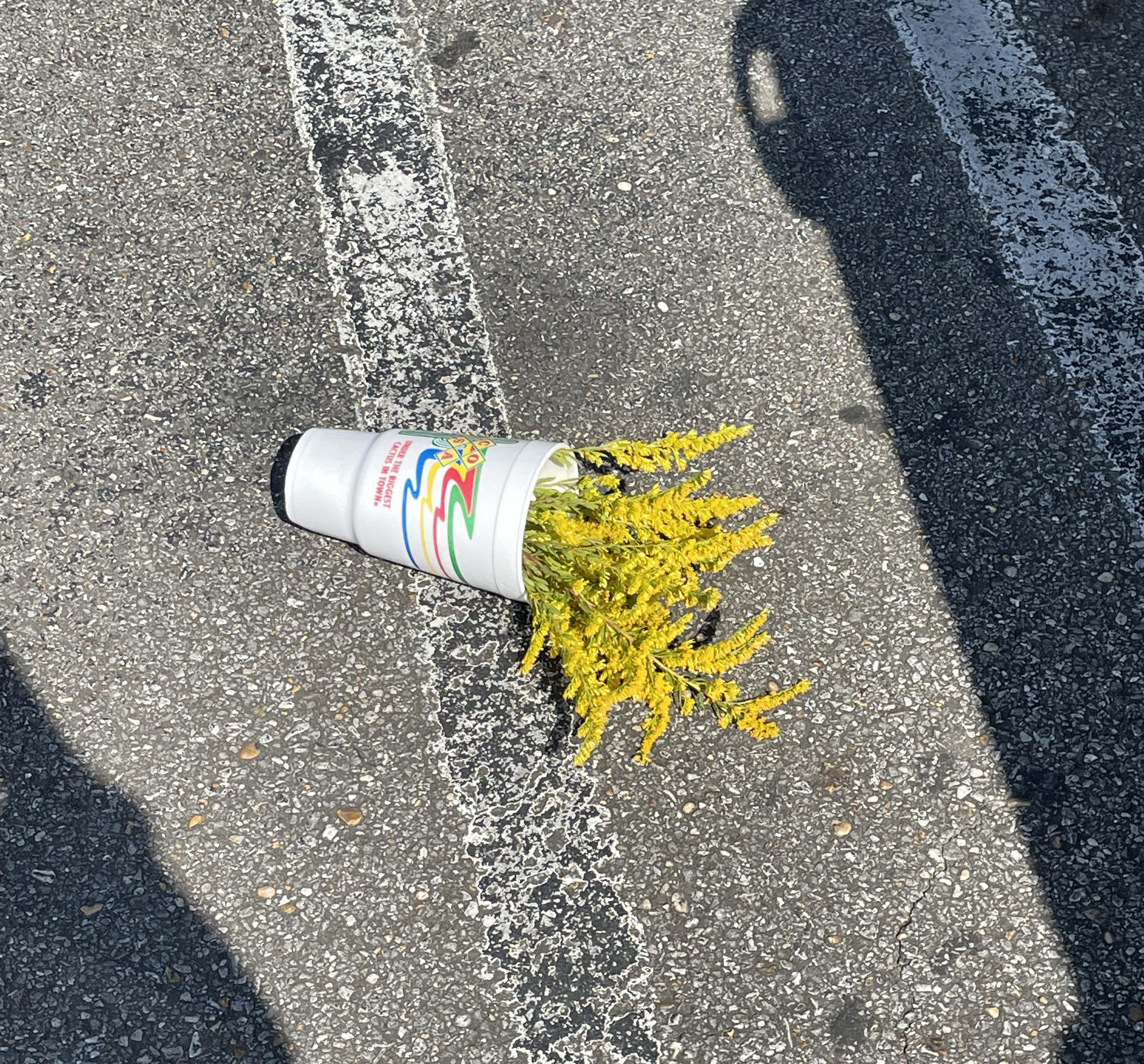 A styrofoam cup laying on the ground in a parking lot, filled with vibrant goldenrod.