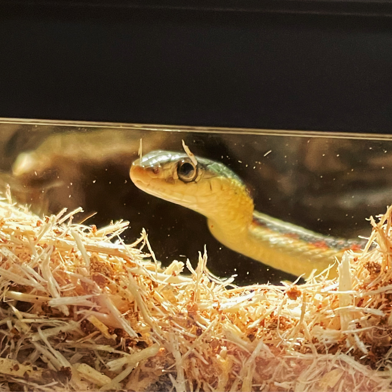 My pet gartersnake at the edge of his terrarium, which has some substrate stuck to the glass in the position of little horns on his head.