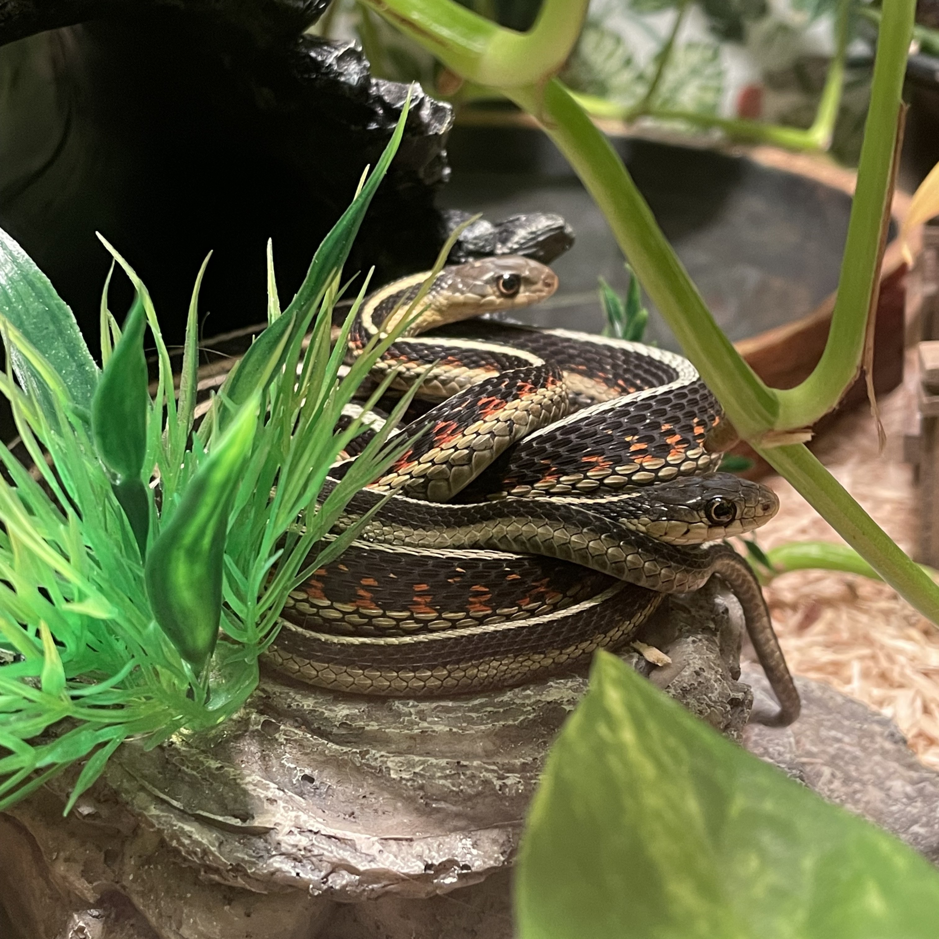 My pet gartersnakes curled up together on the fake log decor in their terrarium.