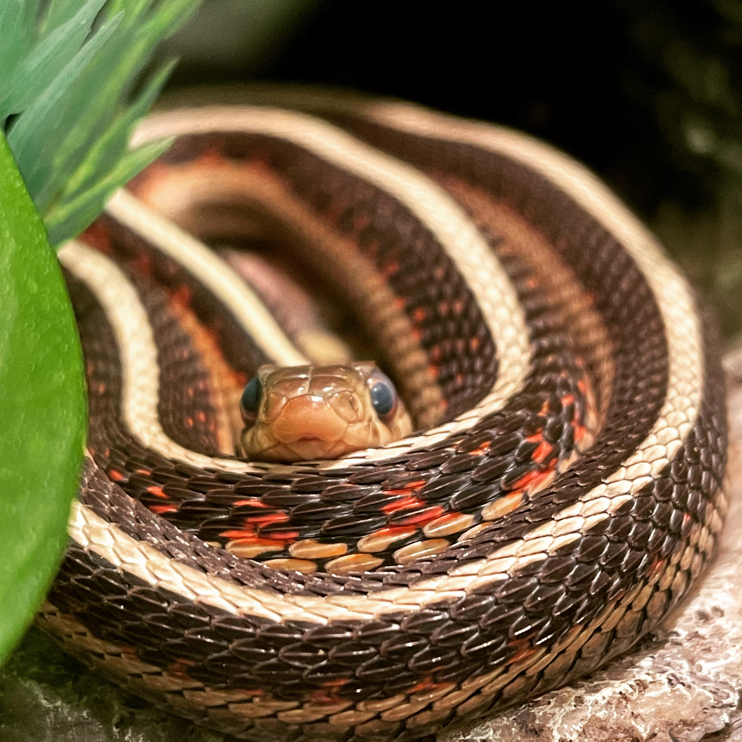 A garter snake curled entirely into a oblong spiral. The view is very close to her face and she looks right at the camera. She is mainly black on the sides with little triangles of red scales. She has a white stripe down her back.