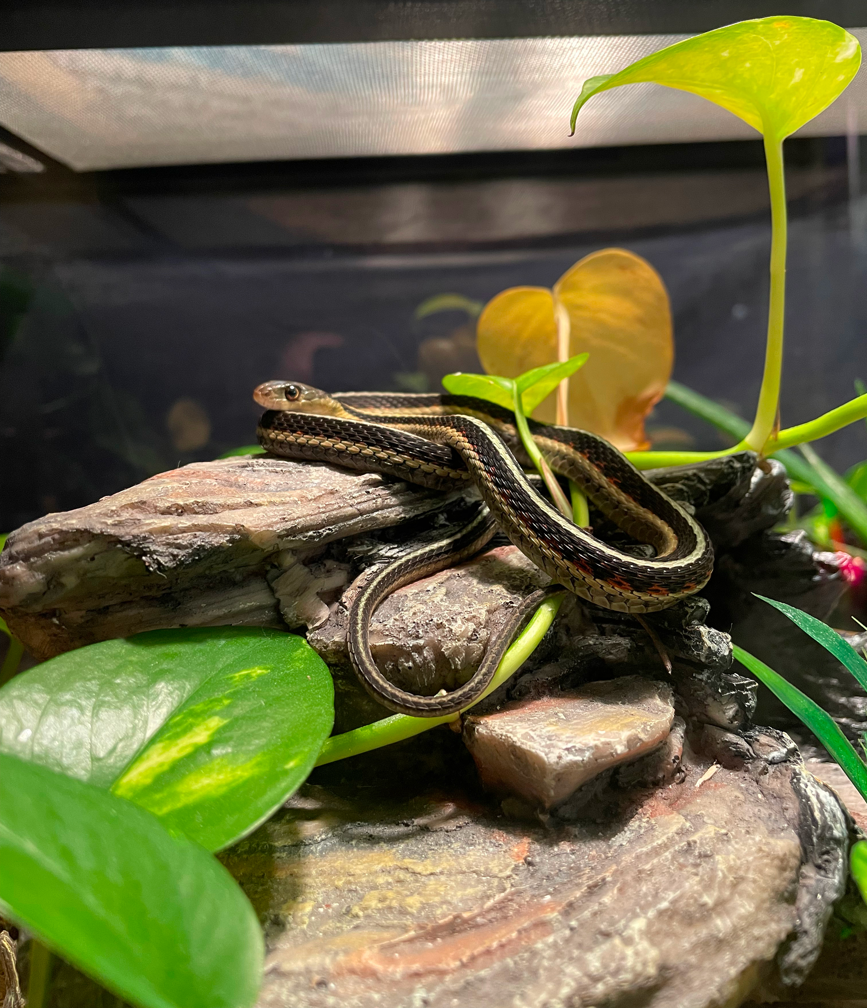 A garter snake curled up on a plastic log tank decoration surrounded by pothos leaves. He has a solid white stripe down his back and black scales with a red triangular pattern on his sides. His belly and face are beige.